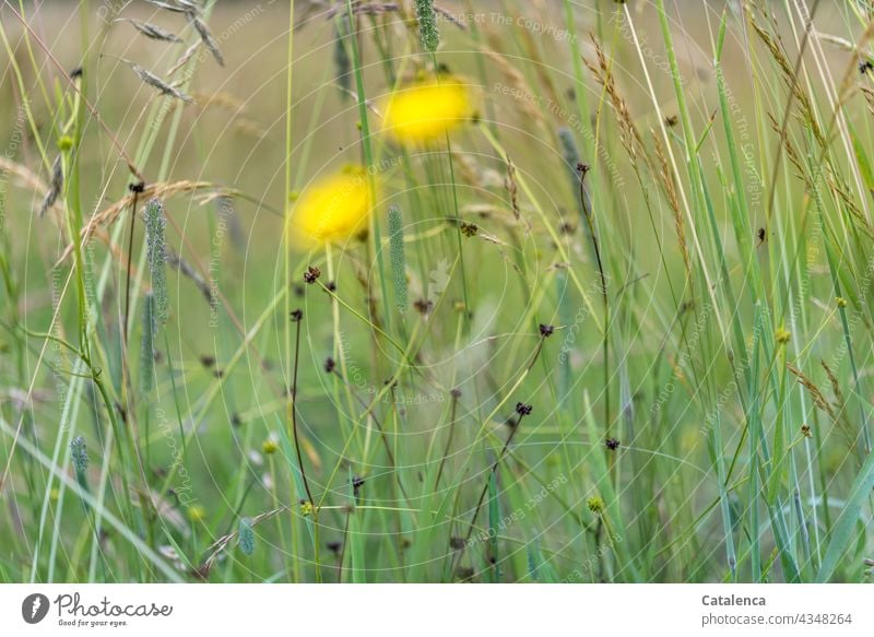 Meadow, yellow spots of colour in the foreground Nature Plant flora Day daylight Green flowers meadow flowers Grass Leaf Landshaft Blossom Dandelion