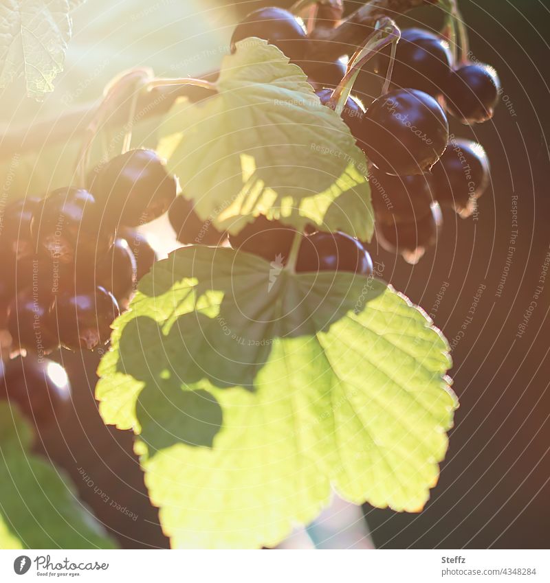 Black currants ripen in the sun Redcurrant black currants Berries Cassis ribes nigrum fruits currant bush ripe fruits soft fruit Berry bush shrub summer fruits