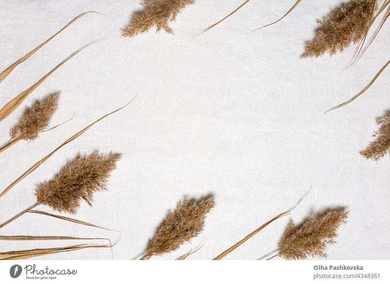 Dried reed flowers frame and copy space on linen natural decoration floral style card texture branch brown organic beige environment foliage grass background