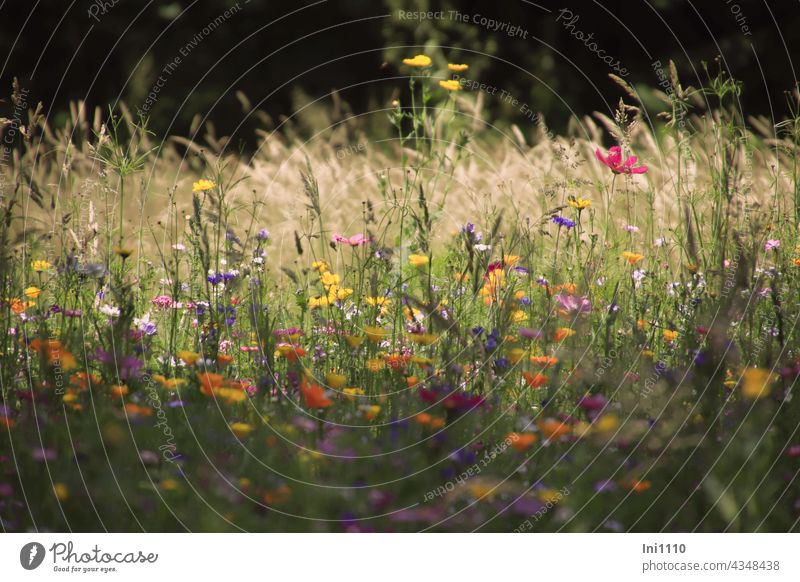 View from the shade into a colourful flower meadow Summer Colourful summer meadow Flower meadow Light Shadow grasses Flower mixture variety colored variegated