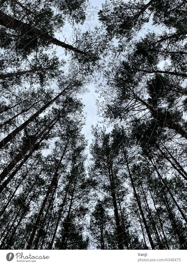 Forest photographed from below Nature Tree Green Day Colour photo Exterior shot naturally Light Environment Deserted Leaf canopy Tree trunk Treetop Growth Tall