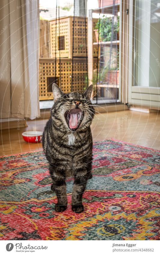 Cat yawns Yawn flat cat Pet Animal face Fatigue Animal portrait