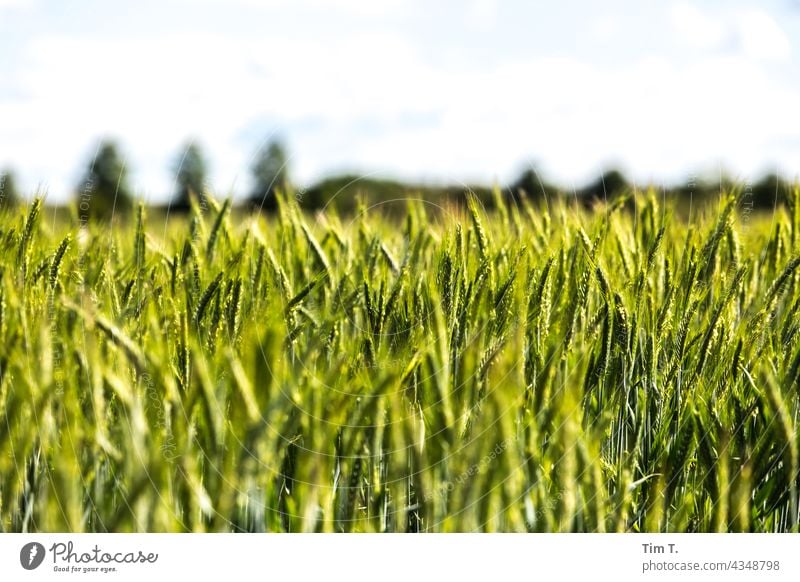 a field of green corn Field Brandenburg Landscape Sky Exterior shot Deserted Colour photo Day Nature Environment Plant Copy Space top Beautiful weather Horizon