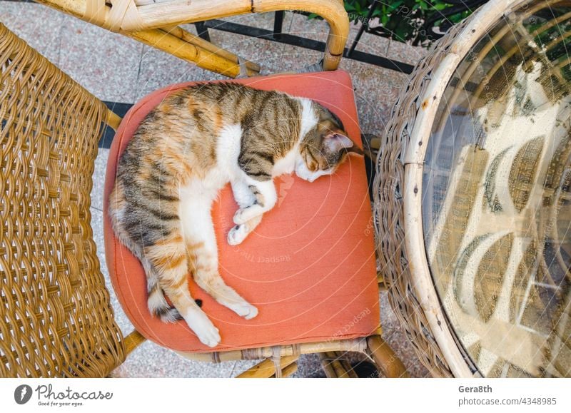 daytime sleep of a cat on a rattan chair close up adult animal chill color daytime relaxation daytime rest domestic domestic cat flat view fur furniture hot