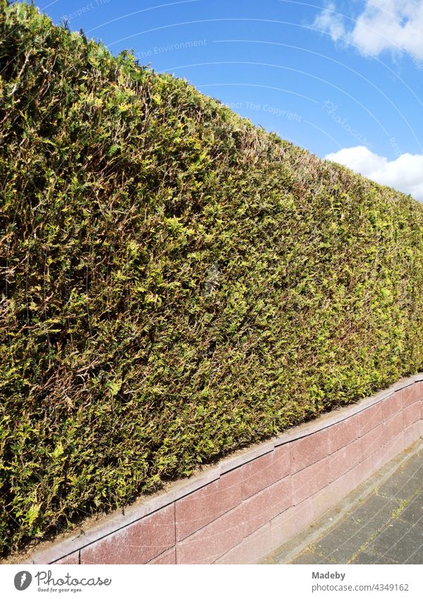 Accurately trimmed hedge with low wall in summer sunshine in Oerlinghausen near Bielefeld on the Hermannsweg in the Teutoburg Forest in East Westphalia-Lippe