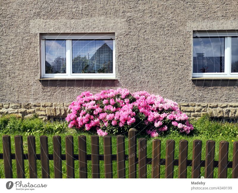Wooden fence in front of a green front garden with pink blossoms of a shrub and old facade in beige of a residential house of the sixties in the summer at sunshine in Hagen near Lage in East Westphalia-Lippe