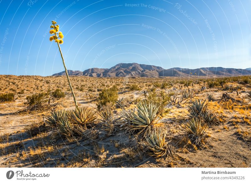 Blooming desert agave in the Anza Borrego State Park, Caifornia anza-borrego california state park anza borrego anza-borrego desert state park