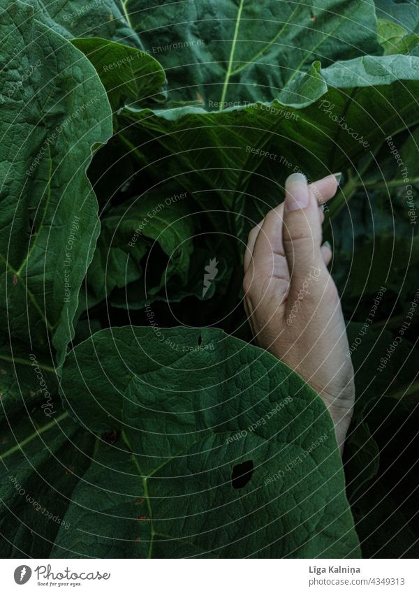 A hand between dark green leaves Hand Dark body part Nature reaching Green Leaf atmospherically Moody Plant textured Outdoors Holiday season naturally outdoors