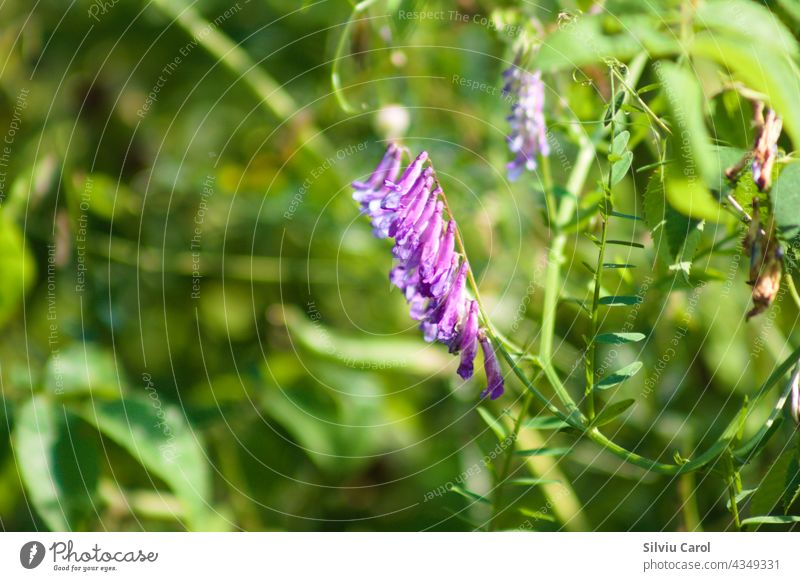Hairy vetch in bloom closeup view with selective focus flora nature wild floral plant flower colours blue spring blossom blooming purple beauty meadow summer