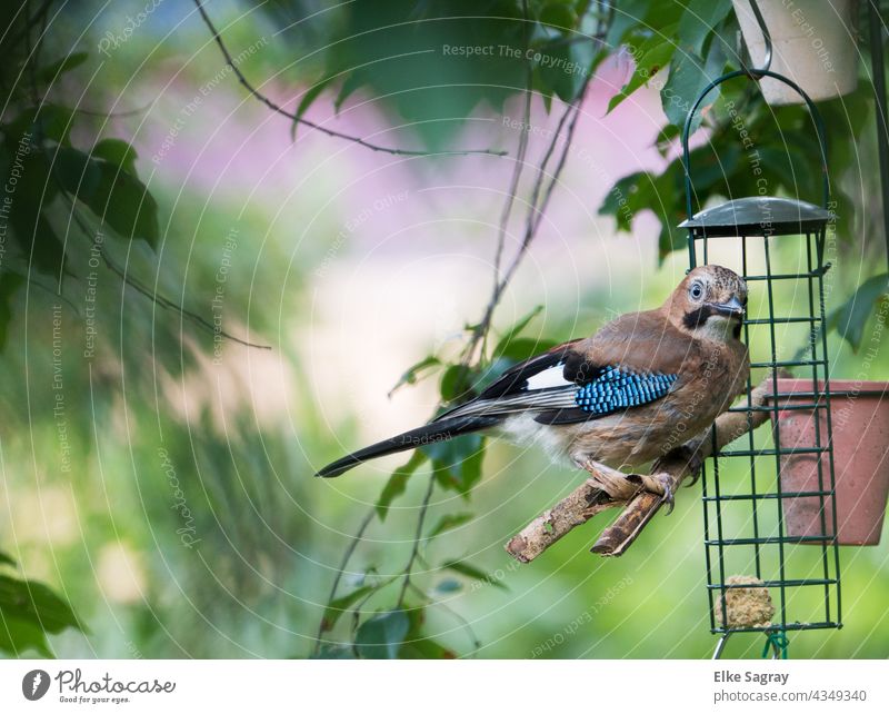 Jay disappointed at the feeder.... Bird Colour photo Exterior shot Blue Deserted Animal face Green Day Brown Close-up Nature Esthetic Environment Grand piano