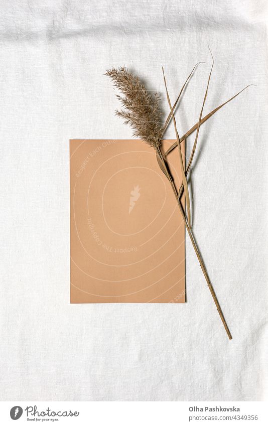 Paper sheet and dried reed flower on white linen natural decoration tactile floral style card texture branch brown organic beige environment foliage grass