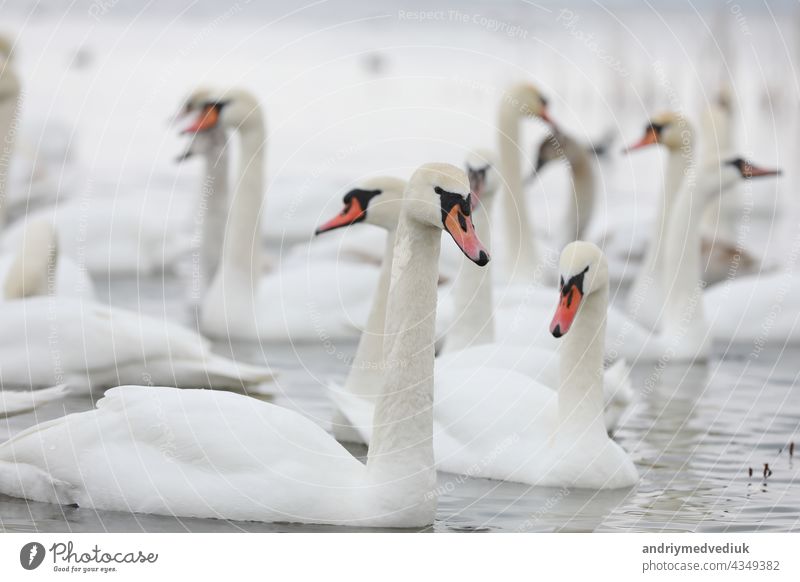 White swan flock in spring water. Swans in water. White swans. Beautiful white swans floating on the water. swans in search of food. selective focus animal lake