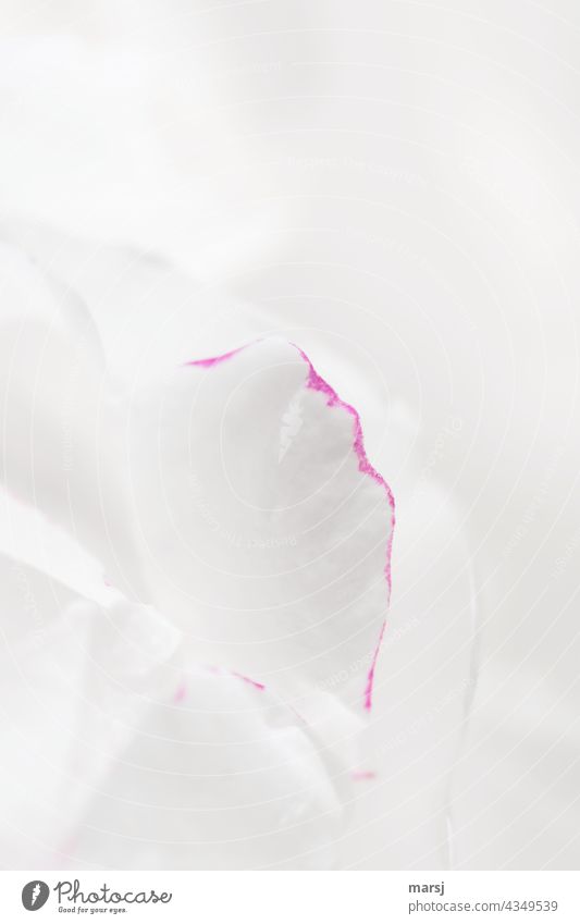 The purity of the white peony. Finely decorated by a pink edge. Purity Plant naturally Nature White white in white framed Pure innocence clean record