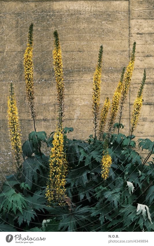 Plant(candles) in front of a wall Blossom blossoms Blossoming inflorescences Wall (building) Wall (barrier) Yellow Green Deserted Flower Nature Summer