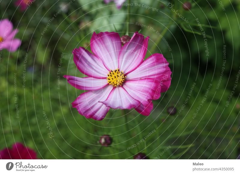 Purple cosmos flower on a green background autumn beautiful beauty bloom blooming blossom blue botany bright celebration closeup color colorful compositae