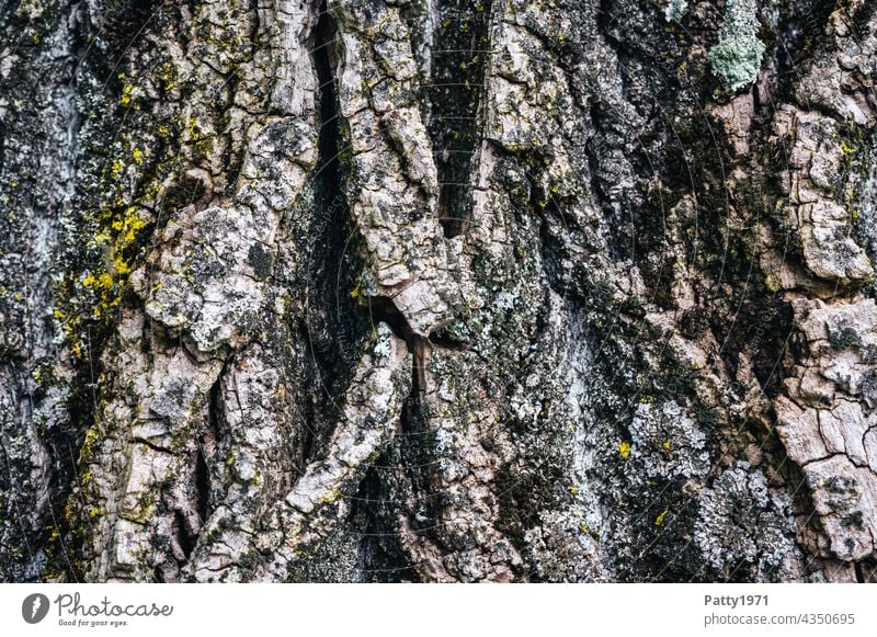 Furrowed tree bark with lichen growth texture Tree Nature Wood naturally Tree trunk Tree bark Close-up Pattern Structures and shapes Lichen