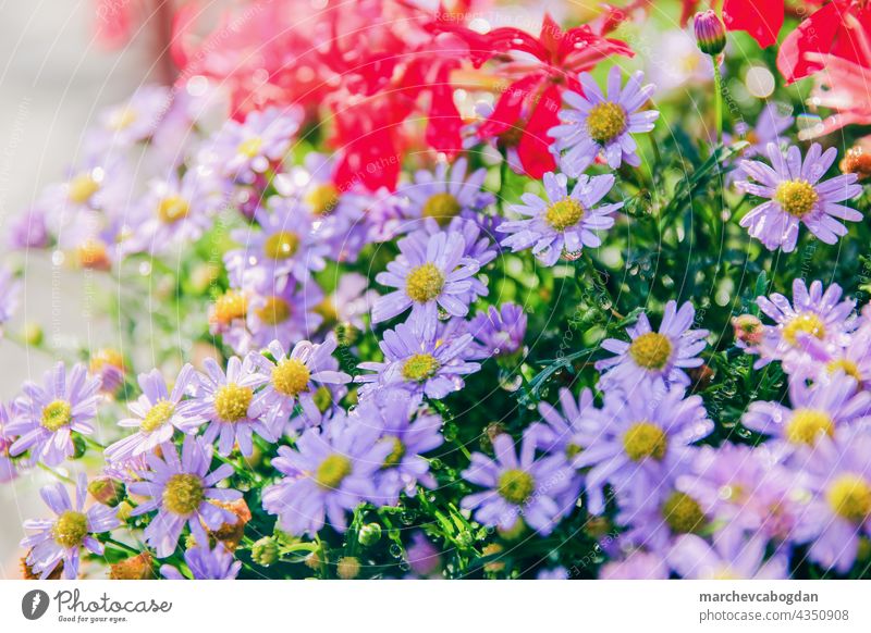 colorful spring flower in the garden after the rain blue nature summer plant flora bloom purple blossom floral green petal outdoor gardening leaf botany fresh