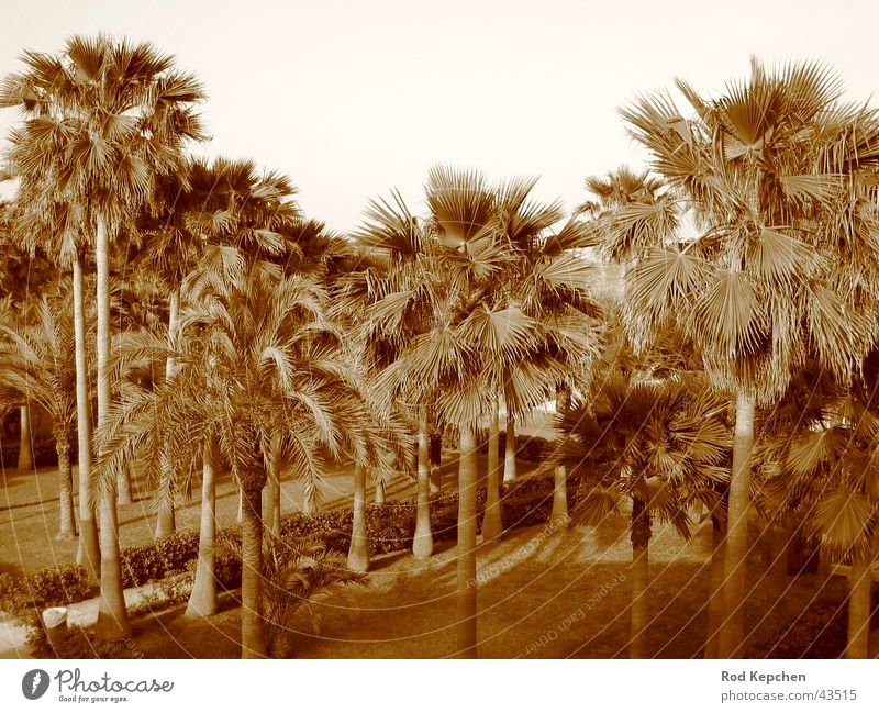 Summer Palms Palm tree Sun Beach Ocean Vacation & Travel Tree Promenade Water Black & white photo