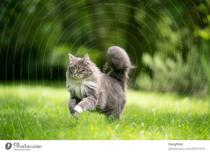cat with fluffy tail running on green lawn outdoors nature pets fur feline maine coon cat white blue gray longhair cat one animal meadow grass garden