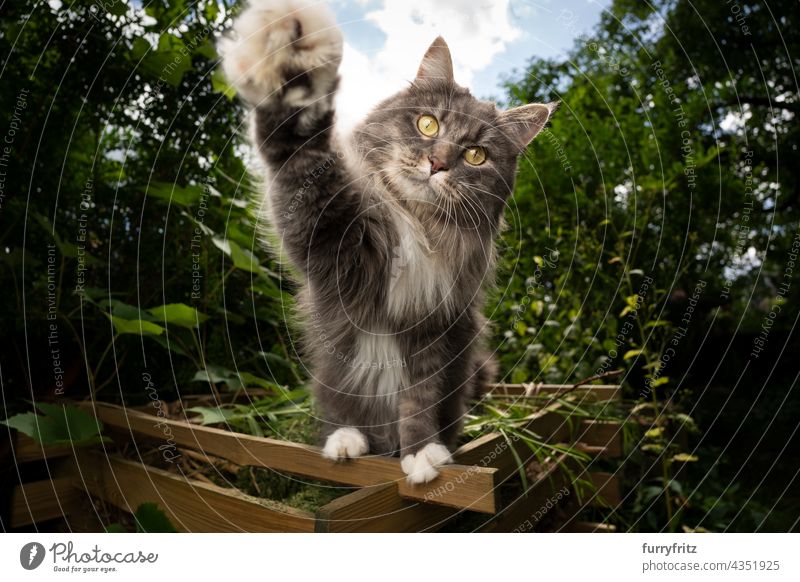 playful cat outdoors  reaching for camera nature green pets fluffy fur feline maine coon cat white blue gray longhair cat one animal garden front or backyard