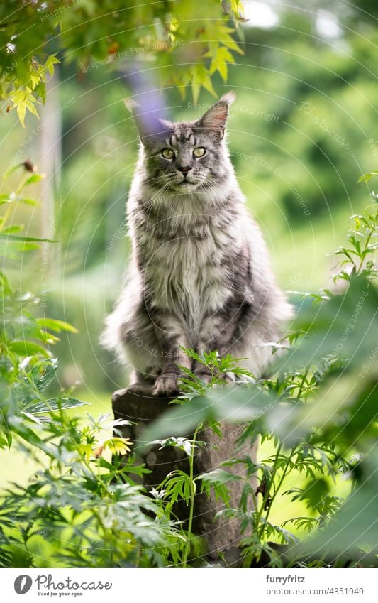 maine coon cat sitting on stone pillar outdoors in garden nature green purebred cat pets fluffy fur feline silver tabby gray longhair cat one animal