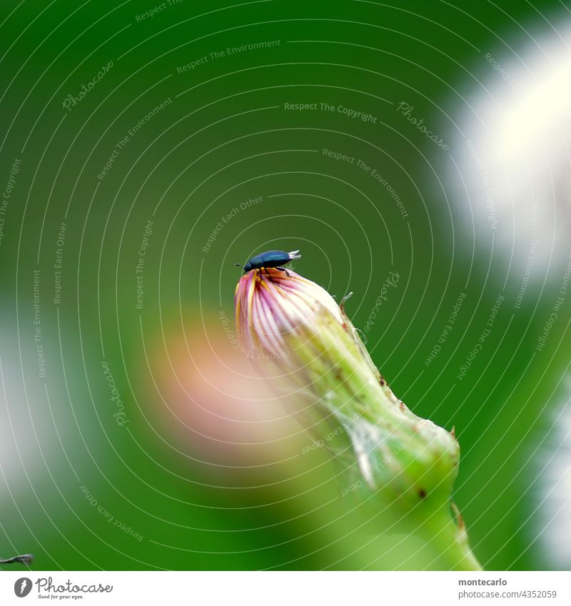 A small beetle on top of the bud Animal portrait Shallow depth of field Light Copy Space top Cute Small Near naturally Simple Beetle Wild plant Nature Plant
