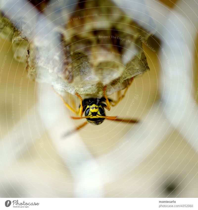A wasp makes itself comfortable in the insect hotel overhead Animal portrait Shallow depth of field Forward Front view Macro (Extreme close-up) Close-up Detail