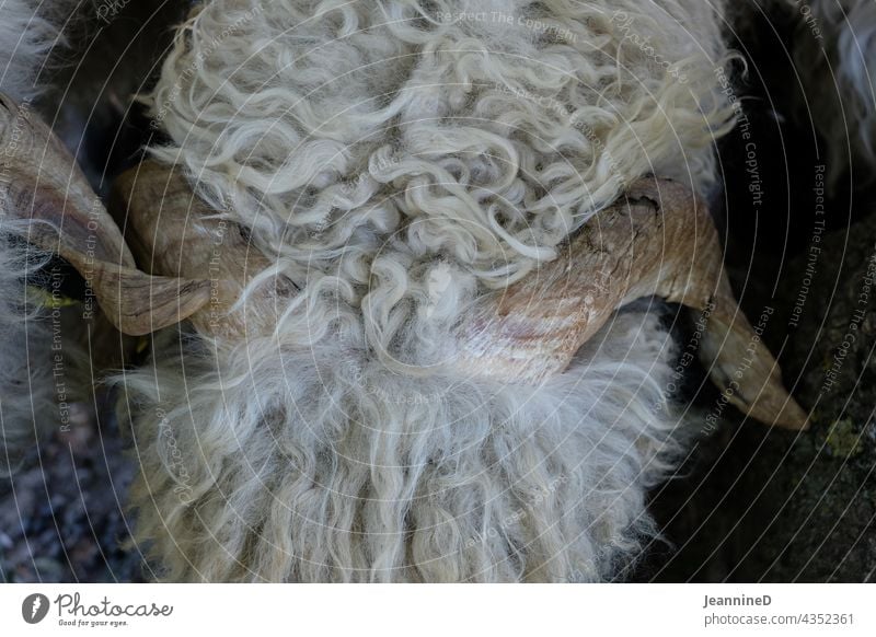 Sheep, close up from above with sinuous horns sheep's wool Animal Mammal from on high Farm animal Nature Pelt Wool Sustainability Agriculture Deserted Close-up