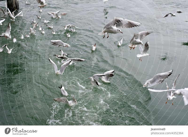 flying seagulls in front of water Gull birds Bird Nature Water River Floating Day Muddled Wild animal from on high Tone-on-tone Gray Subdued colour Deserted