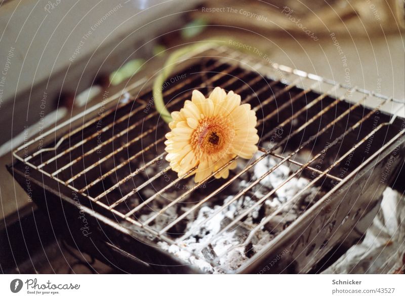 Coming and going Barbecue (apparatus) Gerbera Flower Plant Things Nature Cooking