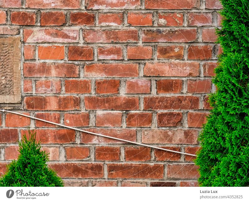 Evergreens and old cables in front of a brick wall Brick Wall (barrier) Brick wall Brick facade Red Green Cable Electrics Old Old fashioned shape