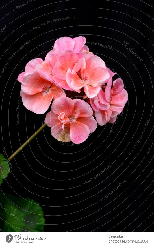 bloomig II Geranium Isolated Image Flower Macro (Extreme close-up) Blossom Neutral Background Close-up Garden pink salmon-coloured Summer Copy Space