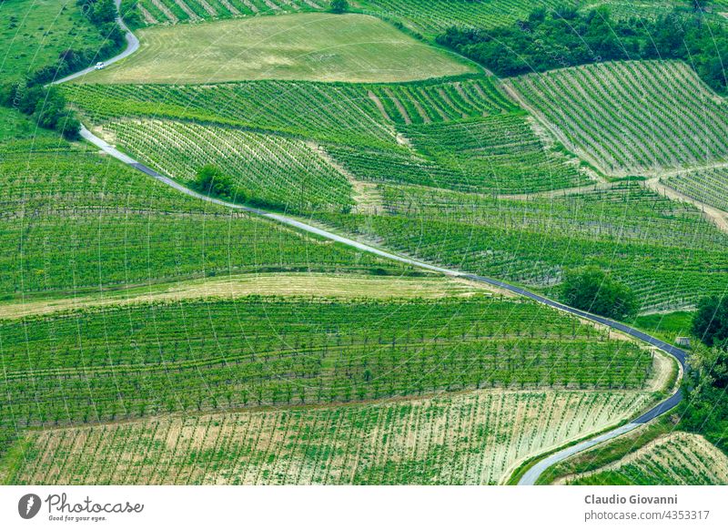 Vineyards in Oltrepo Pavese, italy, at springtime Europe Italy Lombardy Montalto Pavese Pavia Po Ticino agriculture color day farm field green hill house