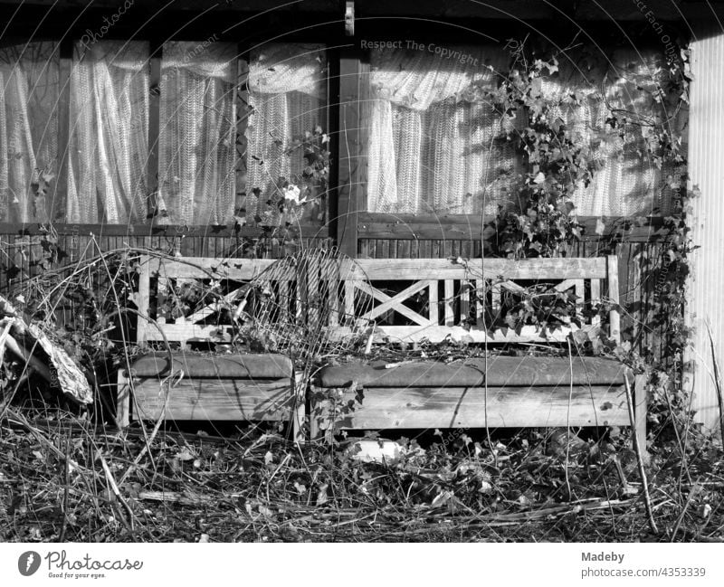 Old overgrown wooden bench in front of an old dilapidated wooden hut with curtains in Lage near Detmold in East Westphalia-Lippe, photographed in classic black and white