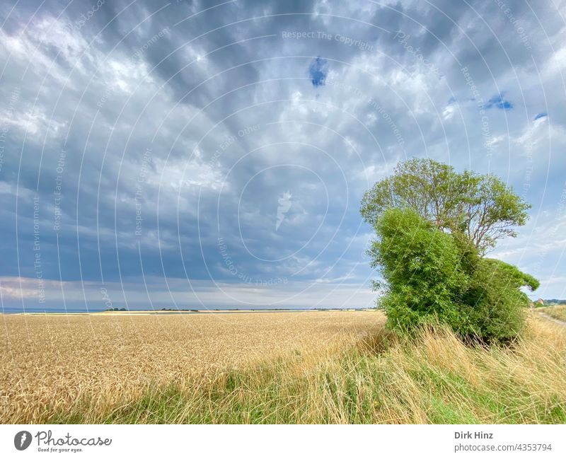 Agriculture on the Danish island of Bagö Denmark Sky Tree Clouds Field Summer Grain field Landscape Exterior shot Environment Deserted Growth Agricultural crop