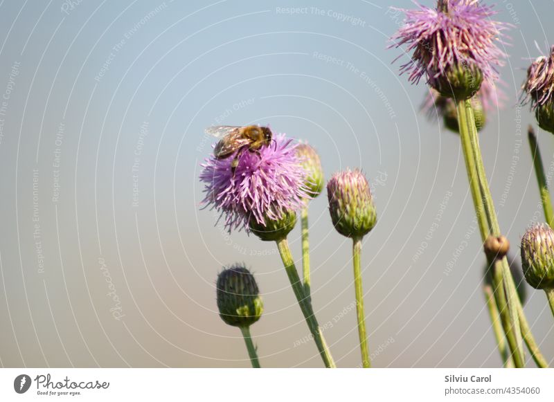Creeping thistle in bloom with a bee on it closeup view bumble bumblebee flower insect honey apidae summer nectar macro wild white nature plant background
