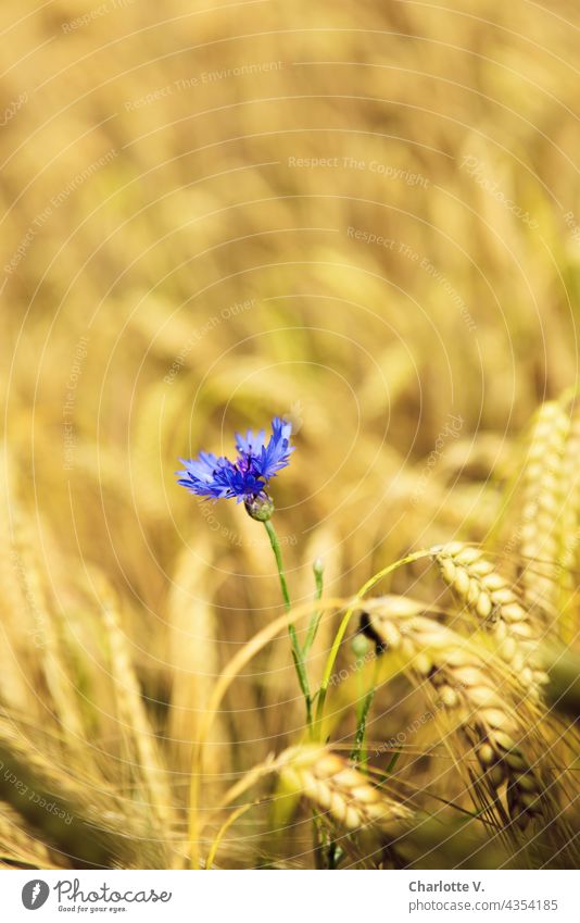 Cornflower in the barley field Barley Barleyfield wild flower Agricultural crop Summer's day Mature Yellow Blue Violet Single flower Ear of corn Delicate Field