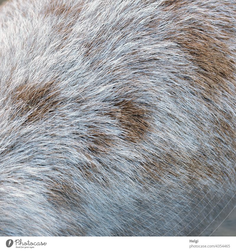 Close up of the spotted summer coat of a velvet animal Pelt Summer pelt Fallow deer Velvet Hairy White Brown Close-up Macro (Extreme close-up) Animal