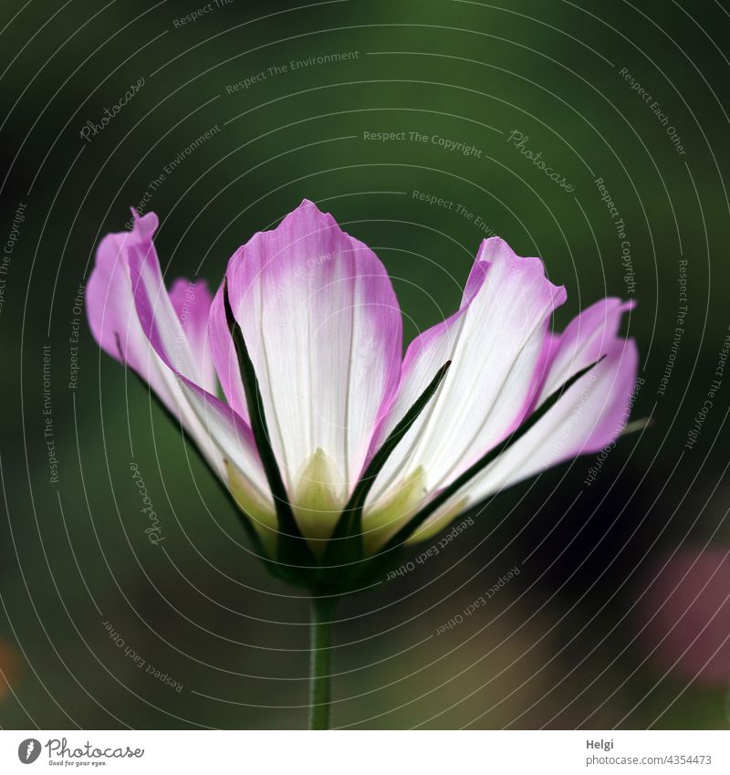 two-tone jewellery basket backlit Cosmos Cosmea Flower Blossom Nature Plant Blossoming Summer Flower meadow Exterior shot Deserted Close-up Detail