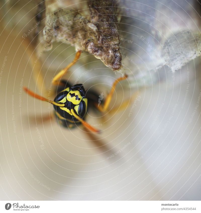 A wasp tinkering with its nest Environment Nature Wild animal Animal face Threat Thin Small naturally Near Detail Close-up Macro (Extreme close-up)