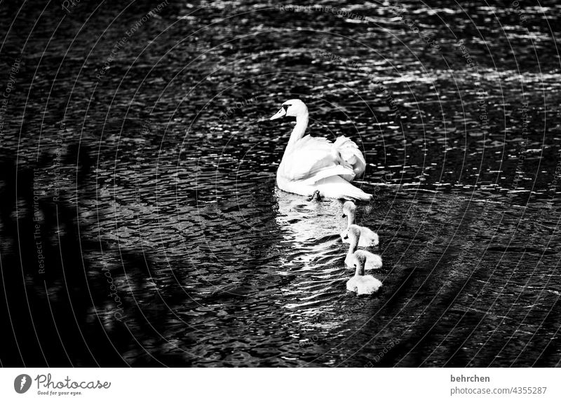swan love Moselle Water River Black & white photo guard sb./sth. Trust Family Sunlight Light Grand piano Beak Nature Animal Contrast plumage young animal Cute