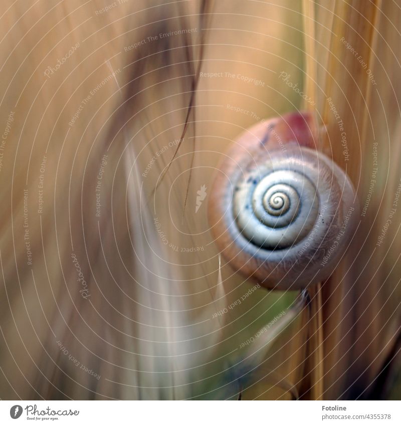 A snail shell hangs from a stalk in a cornfield. Snail shell Crumpet Animal Close-up Macro (Extreme close-up) Exterior shot Colour photo Detail Day