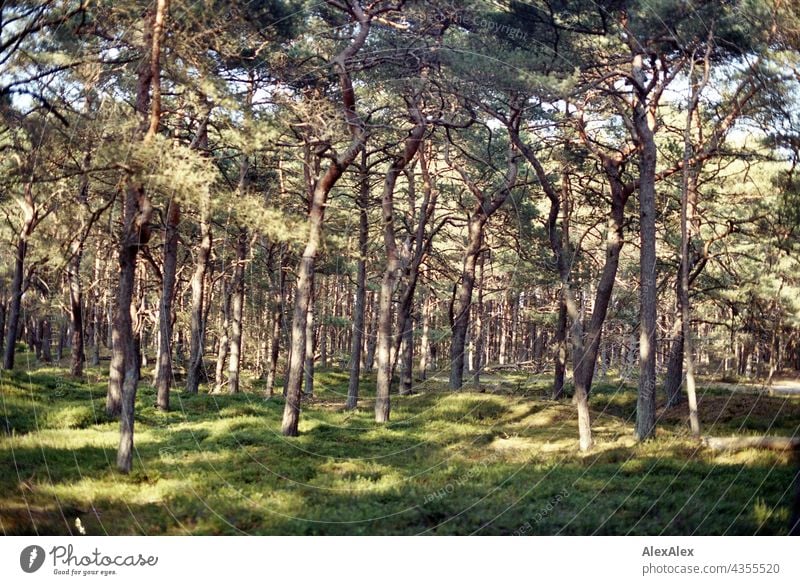 Sunlit coniferous forest behind the dyke at the Baltic Sea Nature plants Green Summer Beautiful weather Grass Sunlight warm Analog grain 35mm Landscape