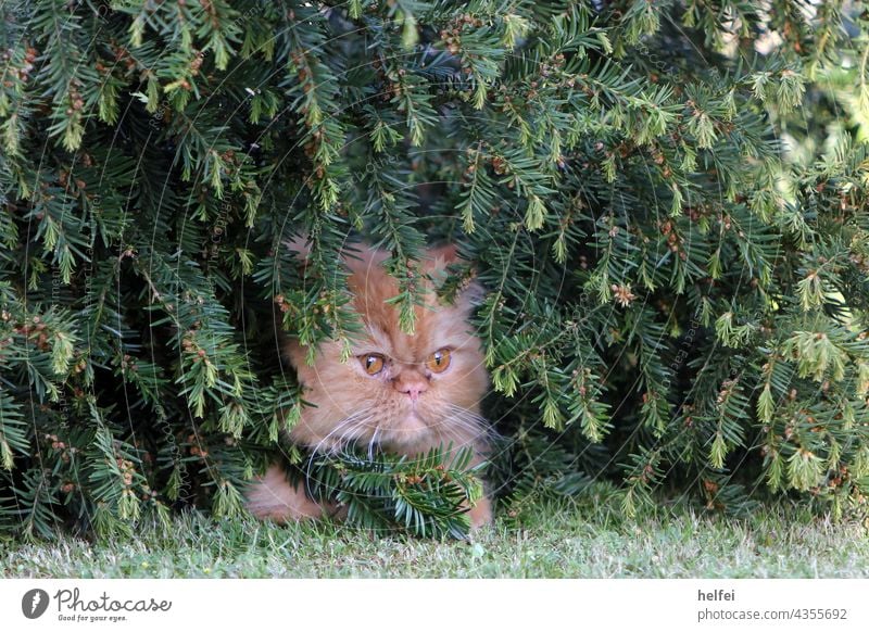 Persian cat looks grumpy and hides in bushes of conifers Cat Animal Animal face Sit Looking back Looking into the camera Animal portrait Worm's-eye view Detail