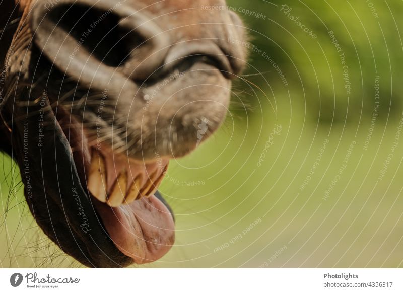 Horse shows teeth and tongue Teeth tooth Tongue Muzzle Nostrils Animal Mammal Brown Exterior shot Close-up Colour photo Nose Detail 1 Copy Space right