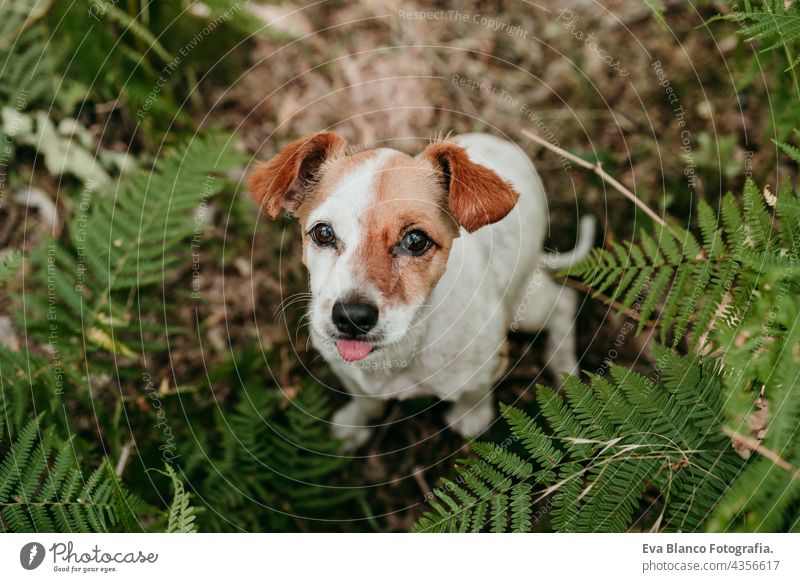 top view of cute jack russell dog with tongue out sitting in forest among fern green leaves. Nature and pets nature young purebred breed beautiful gorgeous