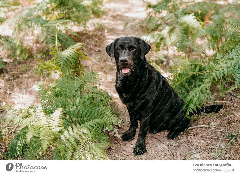 beautiful black labrador dog sitting in footpath in forest. Nature and pets nature green fern leaves young purebred breed gorgeous sunny hiking nobody daytime