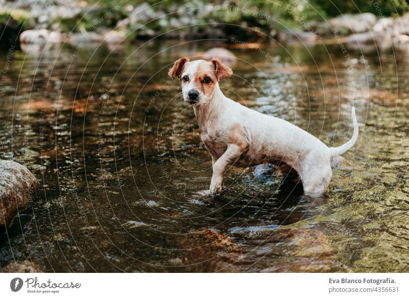 cute small jack russell dog swimming in river in forest. Standing on rock. Pets, adventure and nature water summer lake mountain wet green fern leaves young