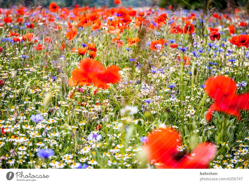 a little mo(h)nday warmth Chamomile Beautiful weather Deserted Blossoming Splendid Poppy Poppy blossom poppy flower Warmth Blossom leave Spring Meadow Leaf
