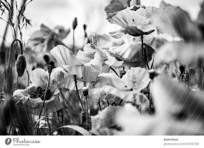 colorless mo(h)ntag poppy flower blurriness Leaf Blossoming Beautiful weather Meadow pretty Agricultural crop Light Landscape Summery Wild plant Fragrance